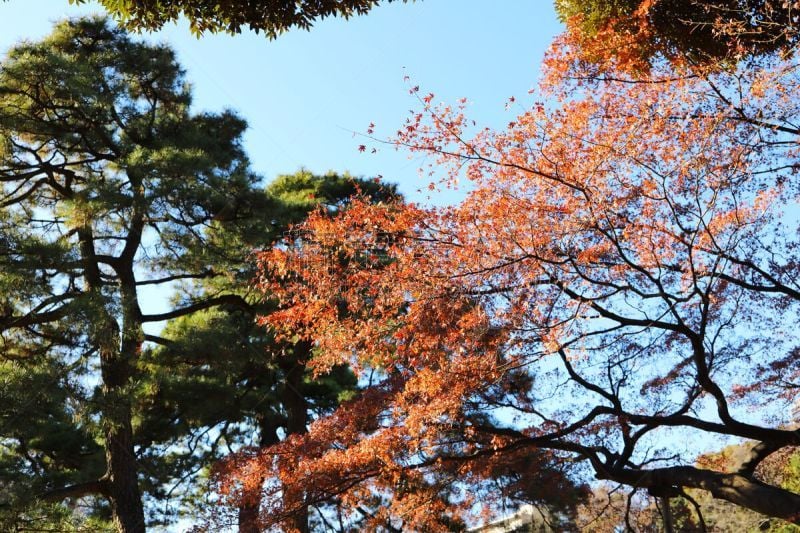 冬天,星和园,地形,自然,文京区,东京,风景,图像,池塘,无人