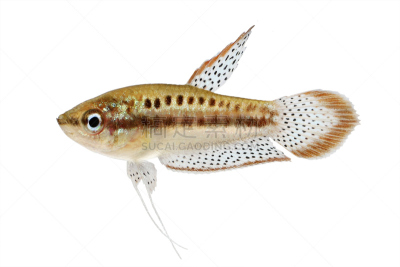 俾格米族,水族馆,鱼类,明亮,巧克力,鸡尾酒,斑马鱼,白化病者,鱼缸,动物鳍