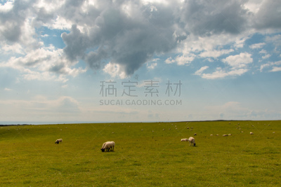 草地,绵羊,食草,自然,天空,水平画幅,地形,无人,蓝色,草原
