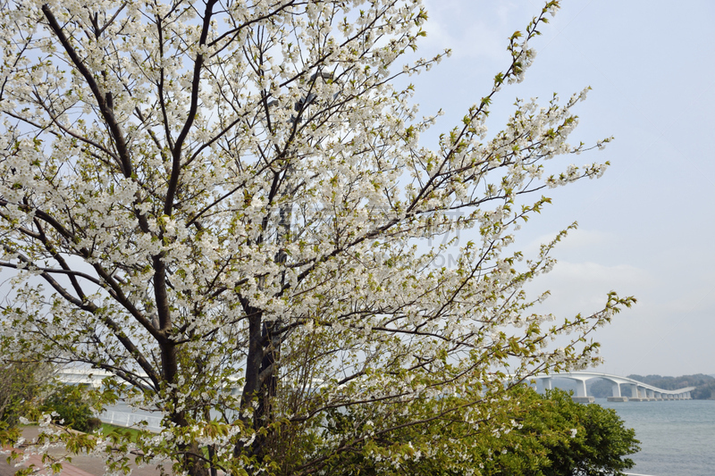 樱桃树,海滩,里山,水平画幅,地形,樱花,无人,日本,石川县,户外