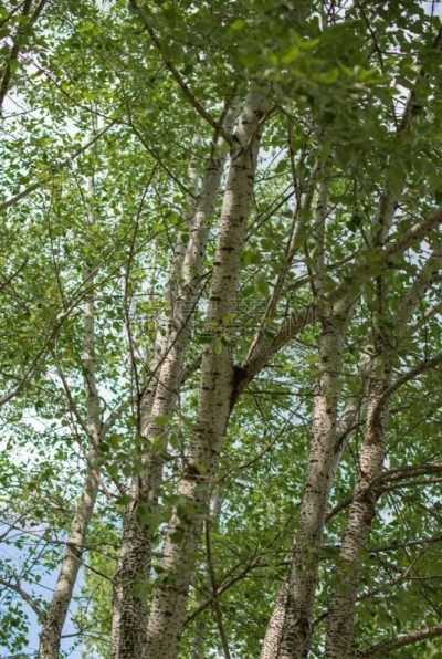 白杨类,象鼻,裙尾,阿斯彭森林,美洲白杨,白杨,欧亚大陆,巷,垂直画幅,公园