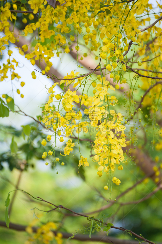 紫色,粉色,花朵,云实亚科,小号,垂直画幅,无人,特写,泰国,花见节