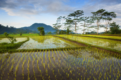 巴厘岛,田地,稻,克隆贡地区,东努沙登卡拉,水平画幅,枝繁叶茂,山,无人,户外