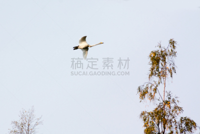 芬兰,天鹅,蓝色,白色,云,欧洲,自然,自由,野生动物,环境