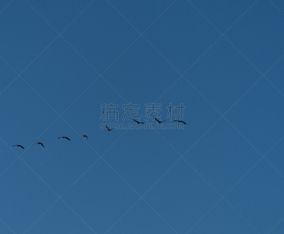 朗格多克-鲁西永,天空,水平画幅,无人,鸟类,海鸥,白昼,摄影