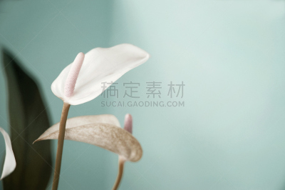 花烛属,彩色图片,彩色蜡笔,留白,褐色,水平画幅,形状,无人,花束,植物学