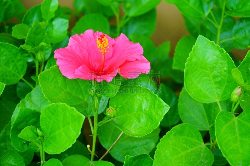 粉色,阿罗哈,月季,花柱头,雌蕊,雄蕊,美,水平画幅,无人,夏天
