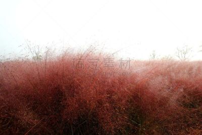 草,粉色,环境,公园,韩国,乱子草属,朝鲜半岛,植物,背景,户外