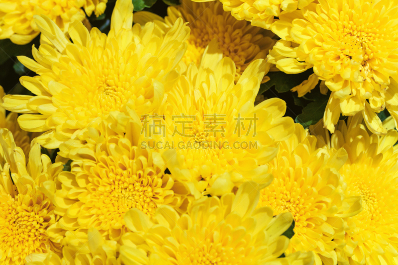 自然美,菊花,农业,清新,春天,中国,植物,背景,夏天,静物