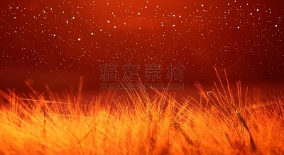 田地,小麦,背景,有包装的,自然,水平画幅,无人,高动态范围成像,品红色,户外
