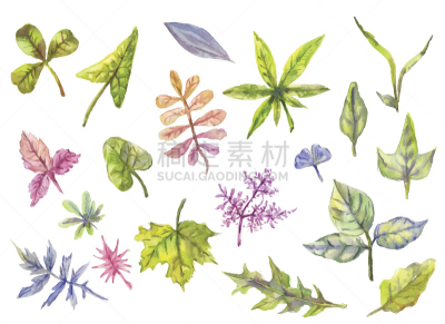 叶子,水彩画,花纹,欧洲赤松,婚礼,四元素,艺术,纹理效果,绘画插图,符号