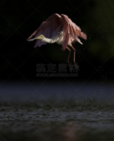 玫瑰色琵鹭,自然,垂直画幅,野生动物,生物,无人,全身像,鸟类,野外动物,户外