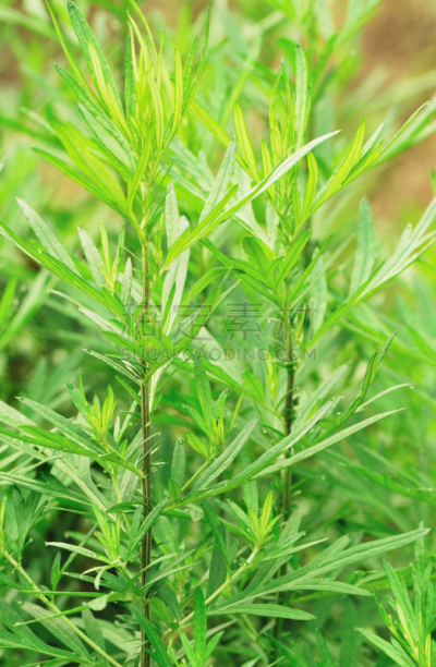 艾蒿,植物群,艾灸,蒿属,哮喘,垂直画幅,枝繁叶茂,无人,东亚,户外