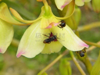 蜜蜂,兰花,黑色,约恩维利岛,野生动物,圣卡塔琳娜,翅膀,自然美,蜂蜜,动物