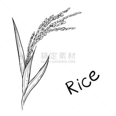 稻,绘画插图,矢量,米粉,豆荚,稻田,东,图形打印,日本食品,种子