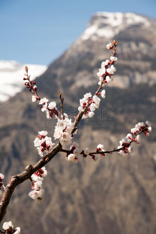 选择对焦,垂直画幅,蜜蜂,樱花,水果,雄蕊,樱桃,无人,杏树,杏