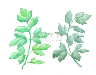 叶子,色彩鲜艳,白色背景,分离着色,水彩画,拉维纪草植物,假叶树属,水彩颜料,水