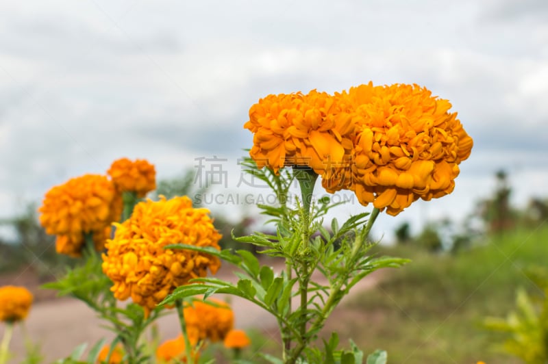 万寿菊,仅一朵花,非洲万寿菊,自然,草地,水平画幅,无人,夏天,户外,草