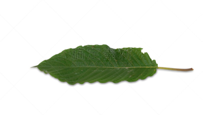 泰国,叶子,白色背景,草本,分离着色,替代疗法,辅导讲座,芳香的,水平画幅