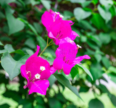 三角梅,仅一朵花,菜园,自然,水平画幅,无人,户外,木兰纲,特写,华丽的