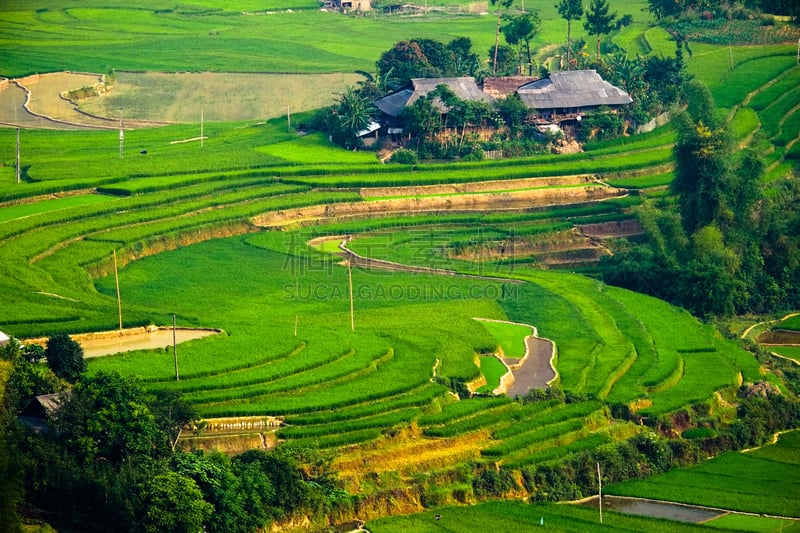 越南,稻,梯田,mud pot,田地,拉茶,沙坝,胡志明市,拼缝物,水平画幅