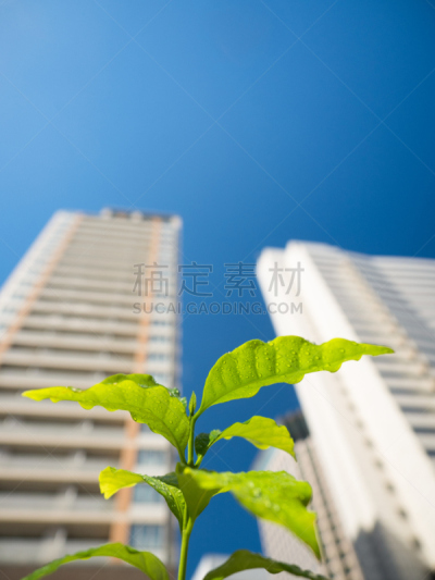 清新,居住区,绿色,办公大楼,小岛驻地,品川,垂直画幅,秧苗,无人,夏天