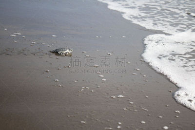 鱼苗,海龟,海滩,婴儿,户外,夏天,热带气候,自然美,美,自然