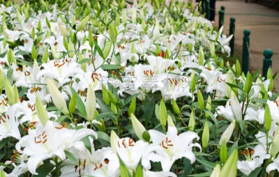 百合花,白色,园林,美,水平画幅,无人,夏天,尤脑香科树,特写,花束
