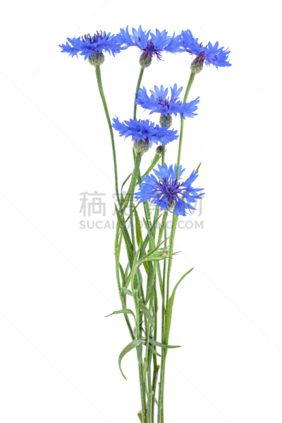 蓝色,矢车菊,白色背景,分离着色,垂直画幅,美,动物身体部位,夏天,特写,明亮