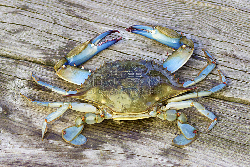 蓝蟹,码头,螃蟹,野生动物,水平画幅,无人,2015年,海产,海洋生命,食品
