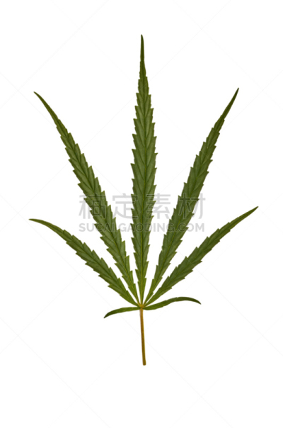 叶子,白色背景,分离着色,肉碎,丑陋,垂直画幅,留白,古董,符号,禁止的
