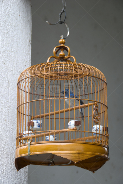鸟类,市场,鸟鸣声,鸟笼,垂直画幅,褐色,户外,业余爱好,动物主题,宠物