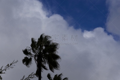 棕榈树,加利福尼亚,气候,旅途,好莱坞,怪异,黄昏,枝繁叶茂,甜点心,建筑特色
