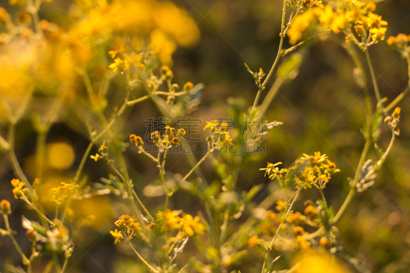 Wild flowers