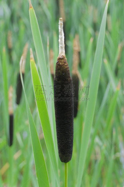 普通芦苇,芦苇,自然,垂直画幅,绿色,无人,夏天,建筑材料,黑色,厚的