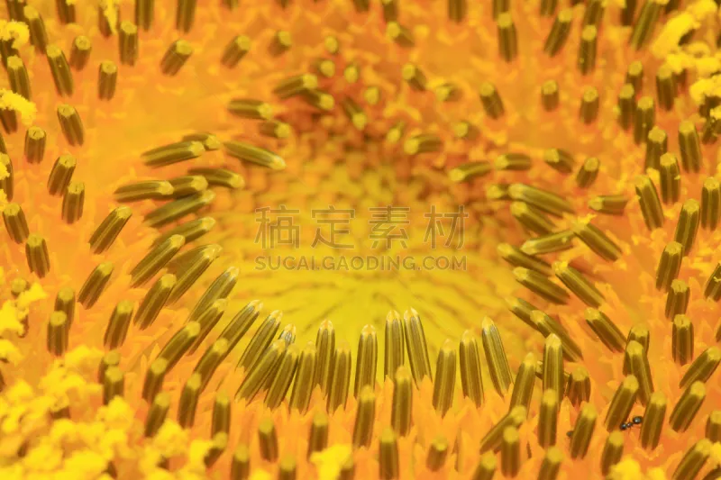 向日葵 花柱头 雌蕊 雄蕊 花粉 花瓣 园艺 自然 水平画幅 无人图片素材下载 稿定素材