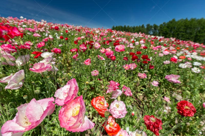 日本,富良野盆地,北海道,芳香的,水平画幅,山,无人,夏天,户外,植物