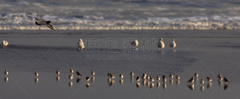 鸟类,海滩,野生动物,自然美,动物,湖,夏天,户外,鸻,环纹鸻