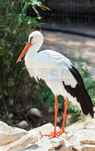 白鹳,自然美,垂直画幅,水,符号,鸟类,夏天,户外,湖,草