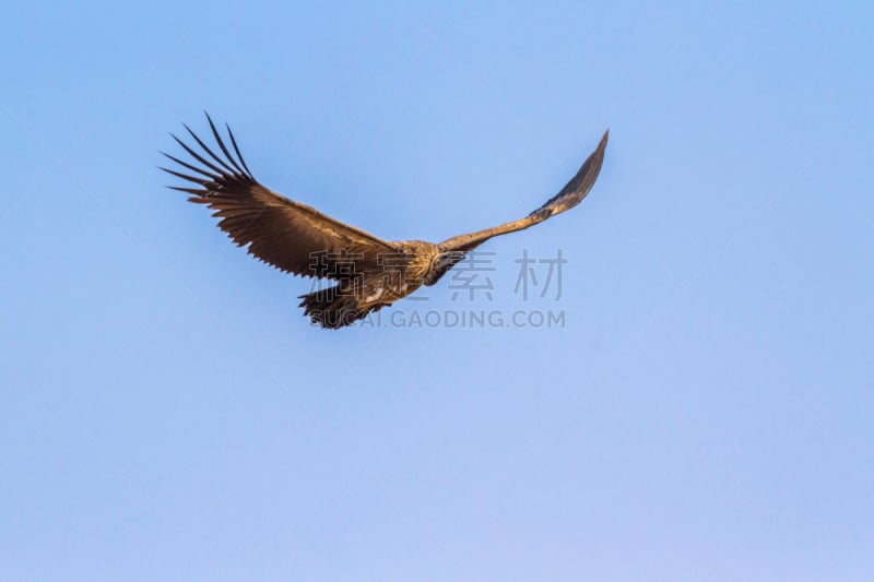 白背秃鹰,南非,克鲁格国家公园,国际野生物保护公园,普马兰加省,林波波省,生物保护区,莫桑比克,灌木丛,动物攻击