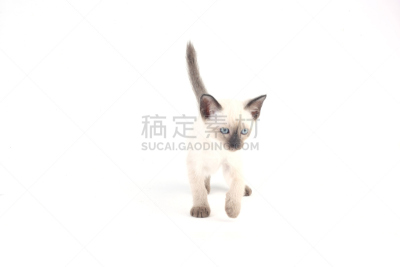 暹罗猫,白色背景,小猫,格鲁曼f-14,海豹猫,短毛猫,留白,褐色,水平画幅,可爱的