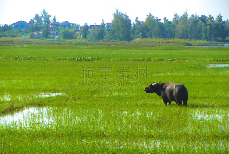 稻田,田地,越南,绿色,会安,天空,海防,水平画幅,山,无人