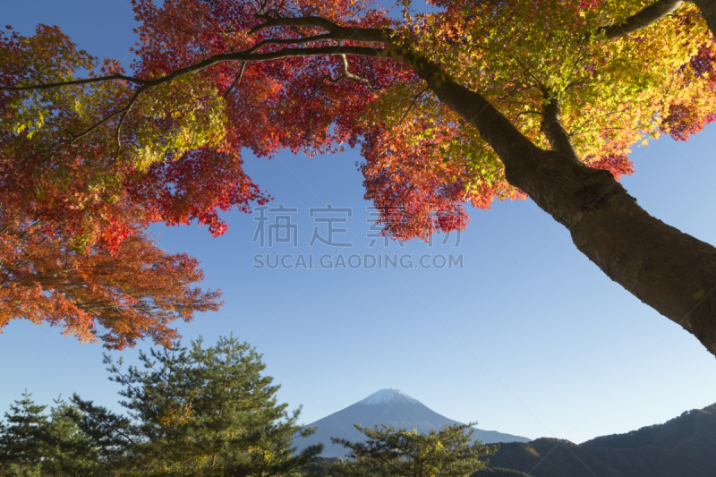 富士山,日本,秋天,山,枫叶,彩色图片,障子,著名景点,社区,农场