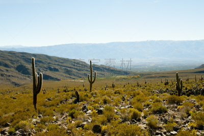 cardon cactus,阿根廷,萨尔塔省,自然,天空,安地斯山脉,水平画幅,地形,无人,蓝色