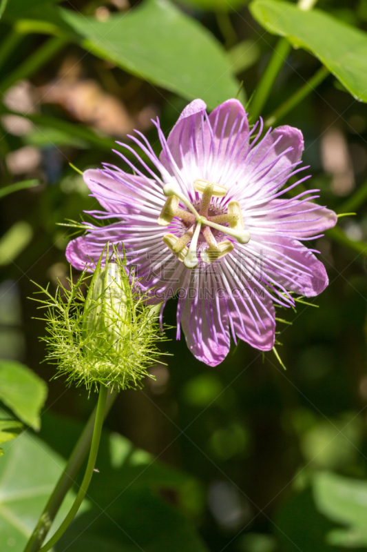 西番莲,花蕾,侧面像,垂直画幅,有蔓植物,蝴蝶,无人,特写,仅一朵花,蜂鸟