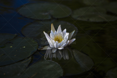 白睡莲,水,黑色,加夫顿,香睡莲,外来物种,水平画幅,睡莲,无人