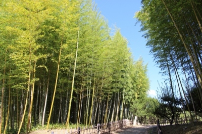 竹,日本,部分,水平画幅,户外,黑色背景,彩色背景,金竹,植物,草类