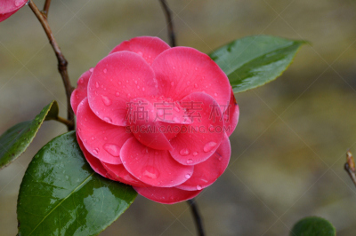 茶花,植物,水平画幅,无人,仅一朵花,摄影,花