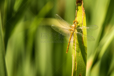 雌性动物,幼小动物,自然,车轮,红蜻蜓,野生动物,水平画幅,无人,特写,活力