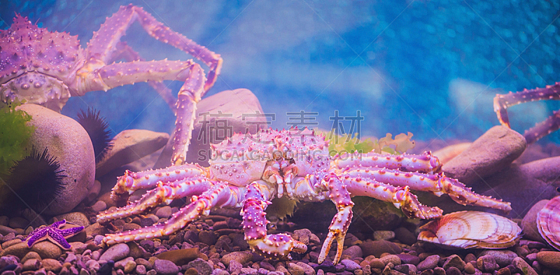 螃蟹,海洋,紫色,巨大的,水族馆,水,水平画幅,水下,海产,特写